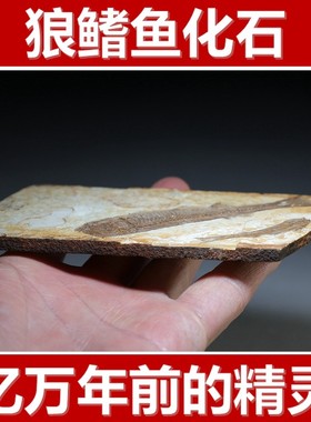 [标本]天然古生物狼鳍鱼化石 二条鱼重87克 楼叔孤品