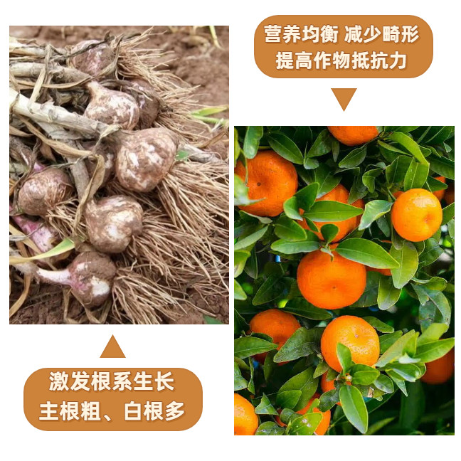 年辉科技大爆根生根剂升级版强生新根根多根旺根再生生根营养液,淘宝优惠券,粉丝福利购,淘宝优惠卷