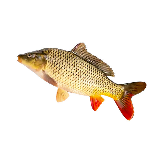 Carp fry red tail grows fast, is durable and easy to care for