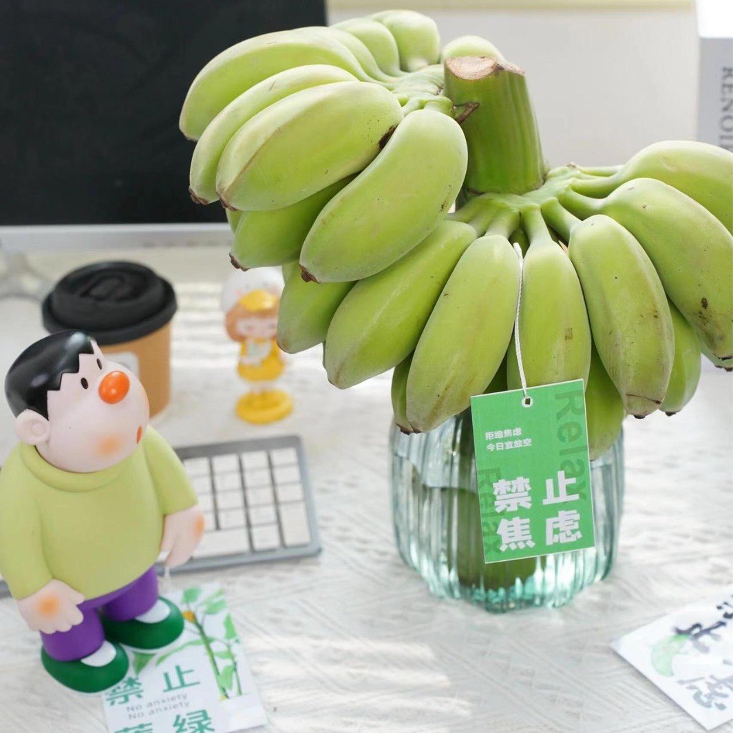 福建苹果香蕉新鲜水果整串禁止蕉绿水培芭蕉小米蕉网红绿植整箱,淘宝优惠券,粉丝福利购,淘宝优惠卷