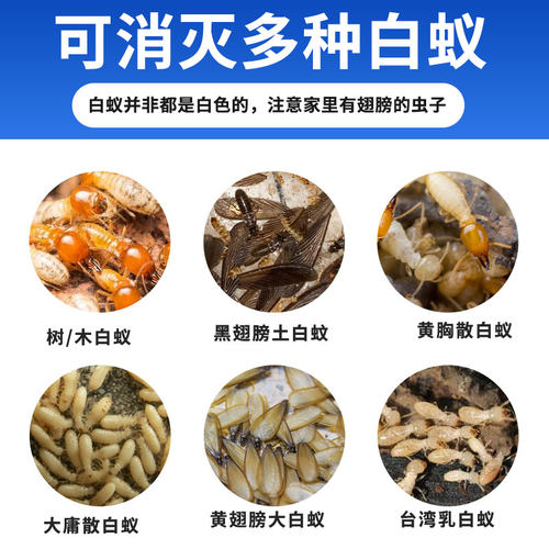 科凌虫控灭杀白蚁药杀虫剂防治专用除驱白蚂蚁药粉传染家用非无毒 - 图3