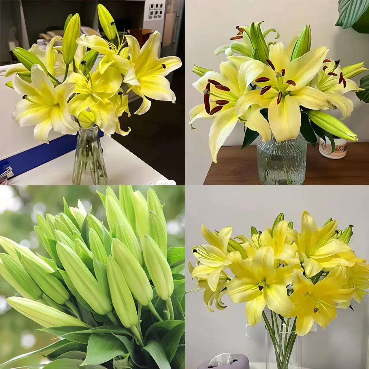 云南基地昆明直发水培鲜花香水百合室内装饰植物快递直达节日送礼 - 图2