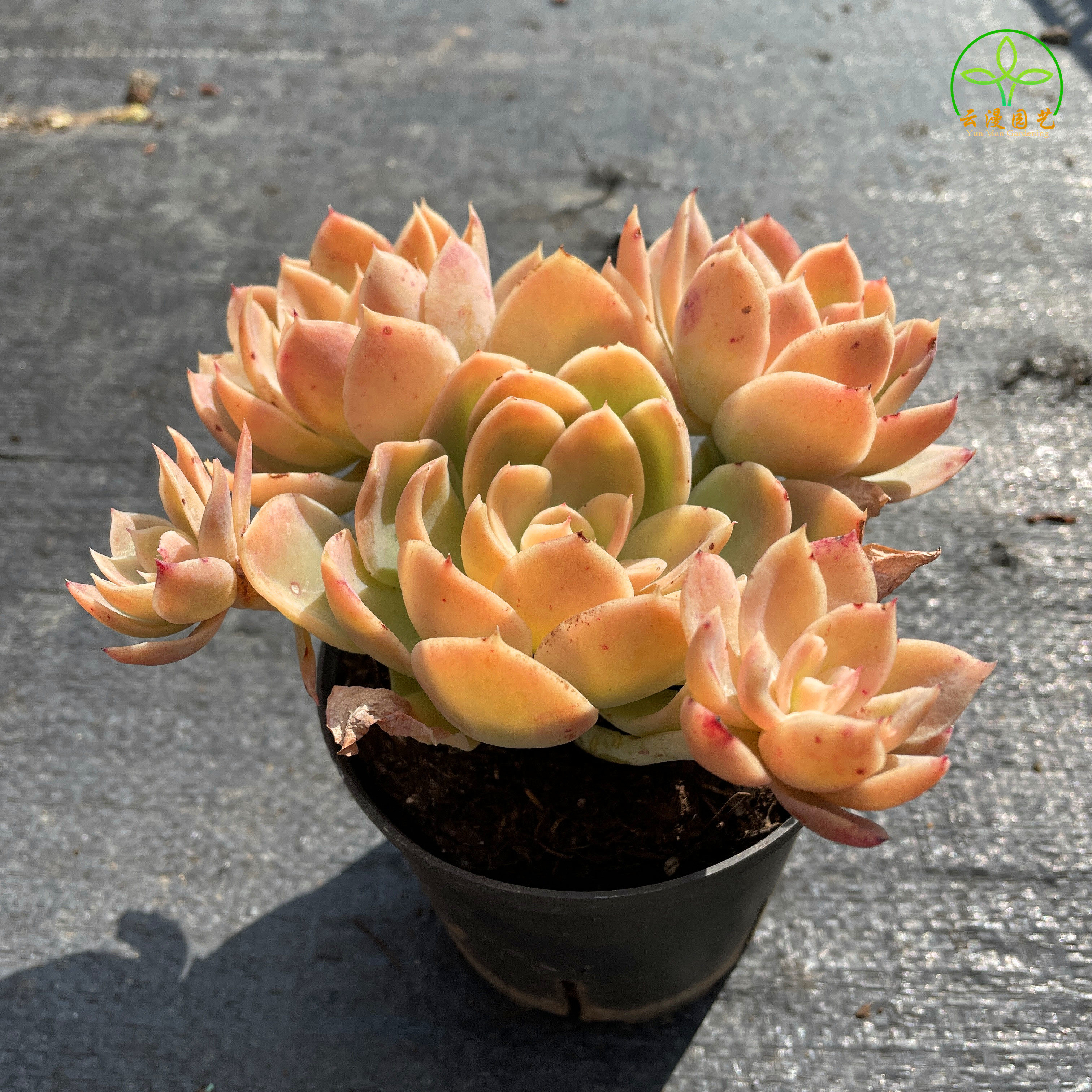 丝绸面纱红鹤 云南基地精选包邮发货 大颗群生耐寒老桩多肉植物