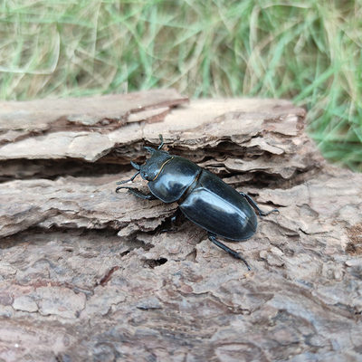 中华大锹甲成虫活体甲虫宠物送果冻食物巨型独角仙楸甲虫繁殖幼虫 虎窝淘
