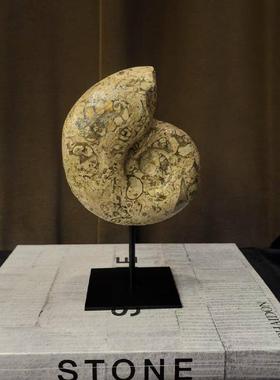 中古风天然海螺化石装饰品原创摆件复古风进口珊瑚石海螺创意摆设