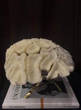 现代简约纯天然海产品白色珊瑚创意装饰品摆设样板间高端珊瑚摆设