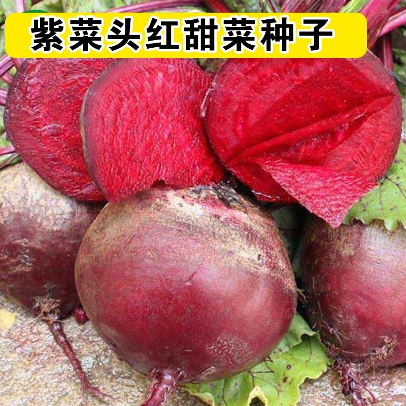 红甜菜根紫菜头糖量高榨汁四季春夏秋季菜园好吃蔬菜水果种子籽孑 - 图2