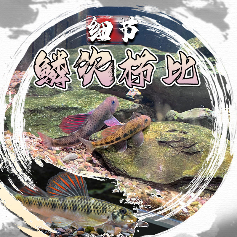 建德小鳔鮈原生观赏鱼好养棒花鱼清洁翻砂冷水不加温除藻工具鱼,淘宝优惠券,粉丝福利购,淘宝优惠卷