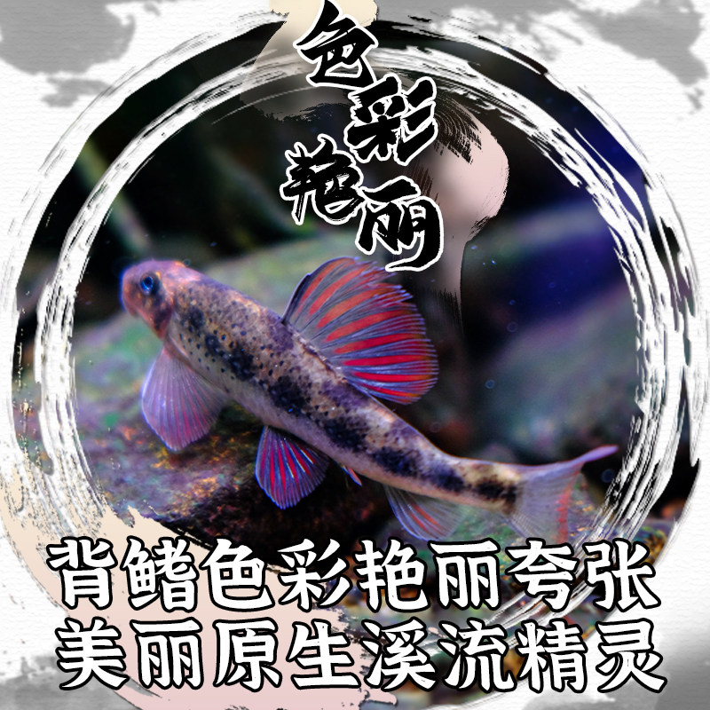 建德小鳔鮈原生观赏鱼好养棒花鱼清洁翻砂冷水不加温除藻工具鱼,淘宝优惠券,粉丝福利购,淘宝优惠卷