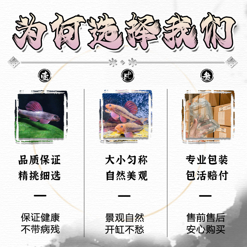 建德小鳔鮈原生观赏鱼好养棒花鱼清洁翻砂冷水不加温除藻工具鱼,淘宝优惠券,粉丝福利购,淘宝优惠卷