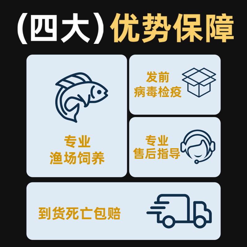 黑尾大勾鱼草缸扯旗红绿灯科小型热带鱼好养耐活群游观赏鱼苗宠物-图2