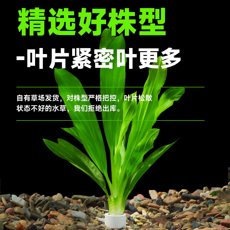 皇冠水草迷你九冠大叶绿九冠阴性水草淡水培植物懒人鱼缸造景真草 - 图0