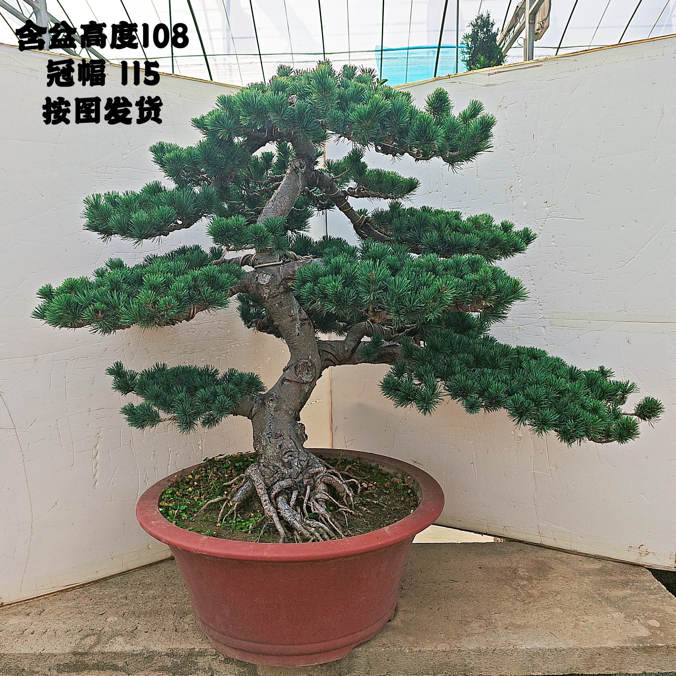 中大型五针松黑松盆景阳台庭院假山老桩迎客松四季常青造型优美,淘宝优惠券,粉丝福利购,淘宝优惠卷