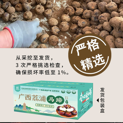新鲜马蹄广西荔浦正宗现挖地梨菩荠爽脆甜无渣中大果生吃孕妇水果 - 图0