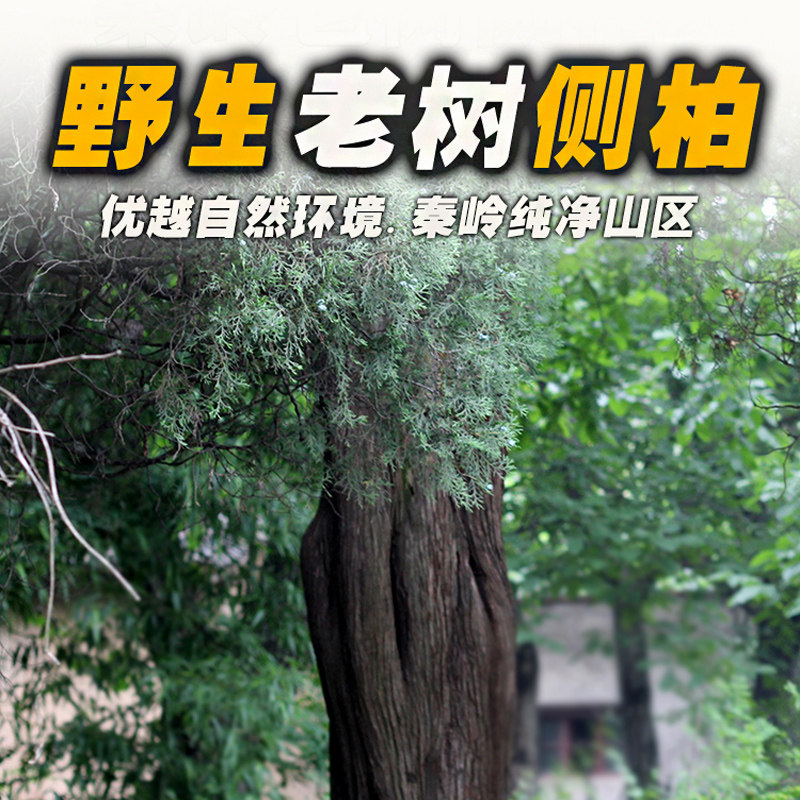 2斤新鲜侧柏叶纯嫩叶侧柏叶冬青叶侧柏叶鲜洗发生发增发水生发_虎窝淘