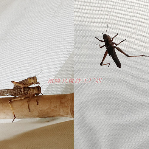 定制蚂蚱养殖网蔬菜大棚养猪场防虫网加厚围网尼龙塑料防蚊纱窗网 - 图1