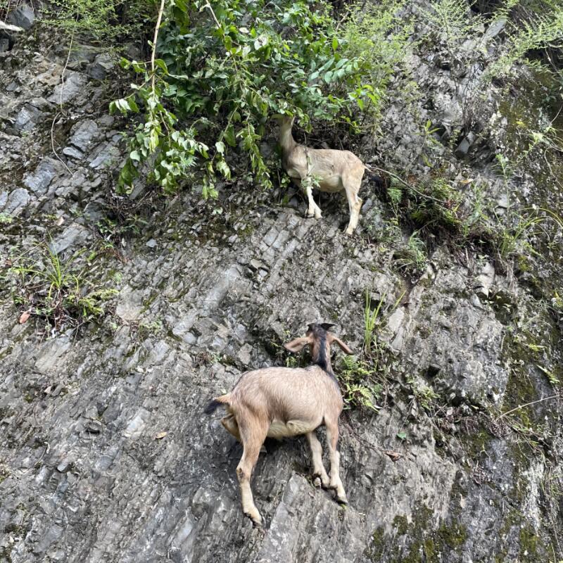 贵州本地放养带皮山羊肉新鲜现杀羊腩羊腿羊排正宗吃百草散养山羊 - 图2