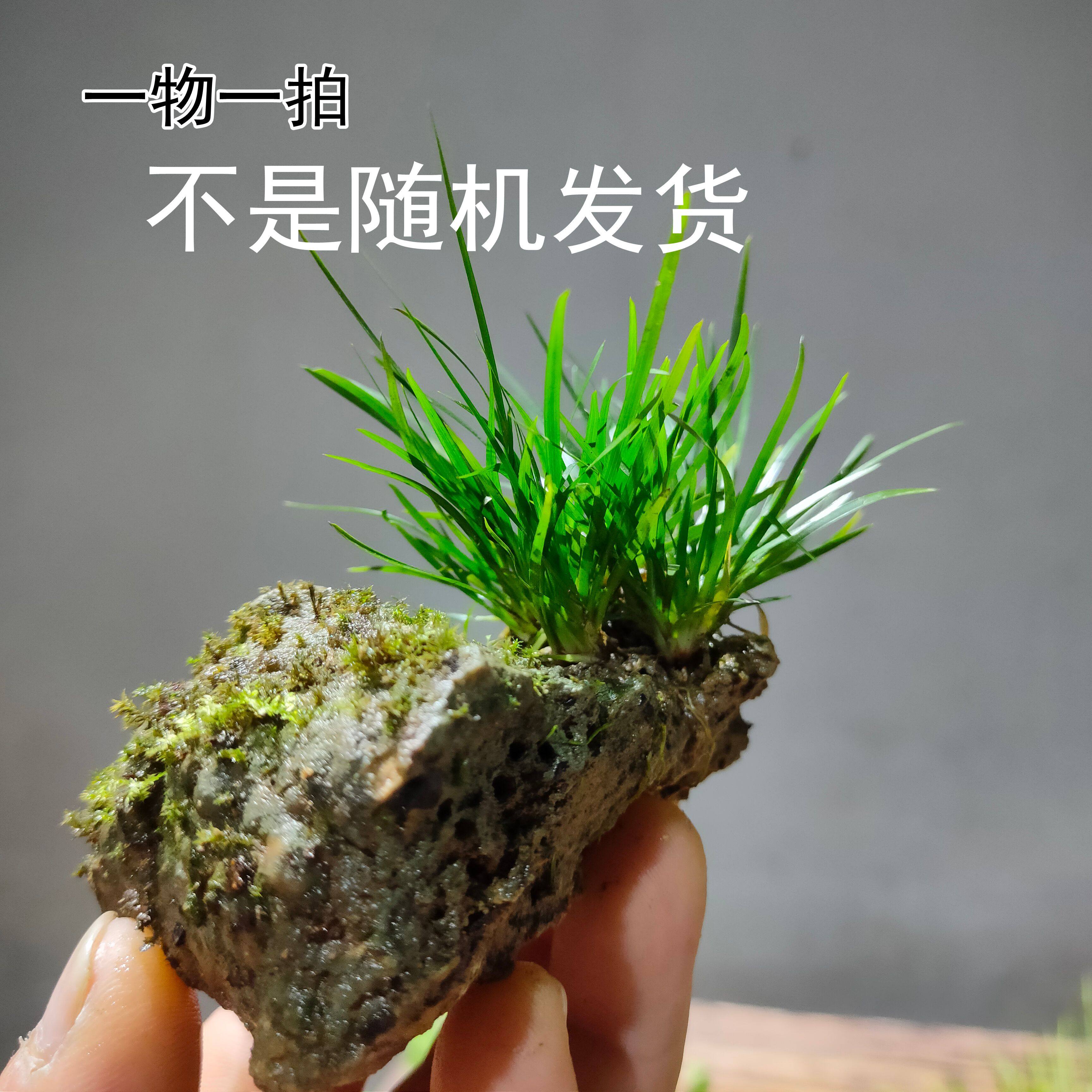 绿植室内盆栽吸水石菖蒲附石苔藓微景观桌面水培水陆缸造景,淘宝优惠券,粉丝福利购,淘宝优惠卷