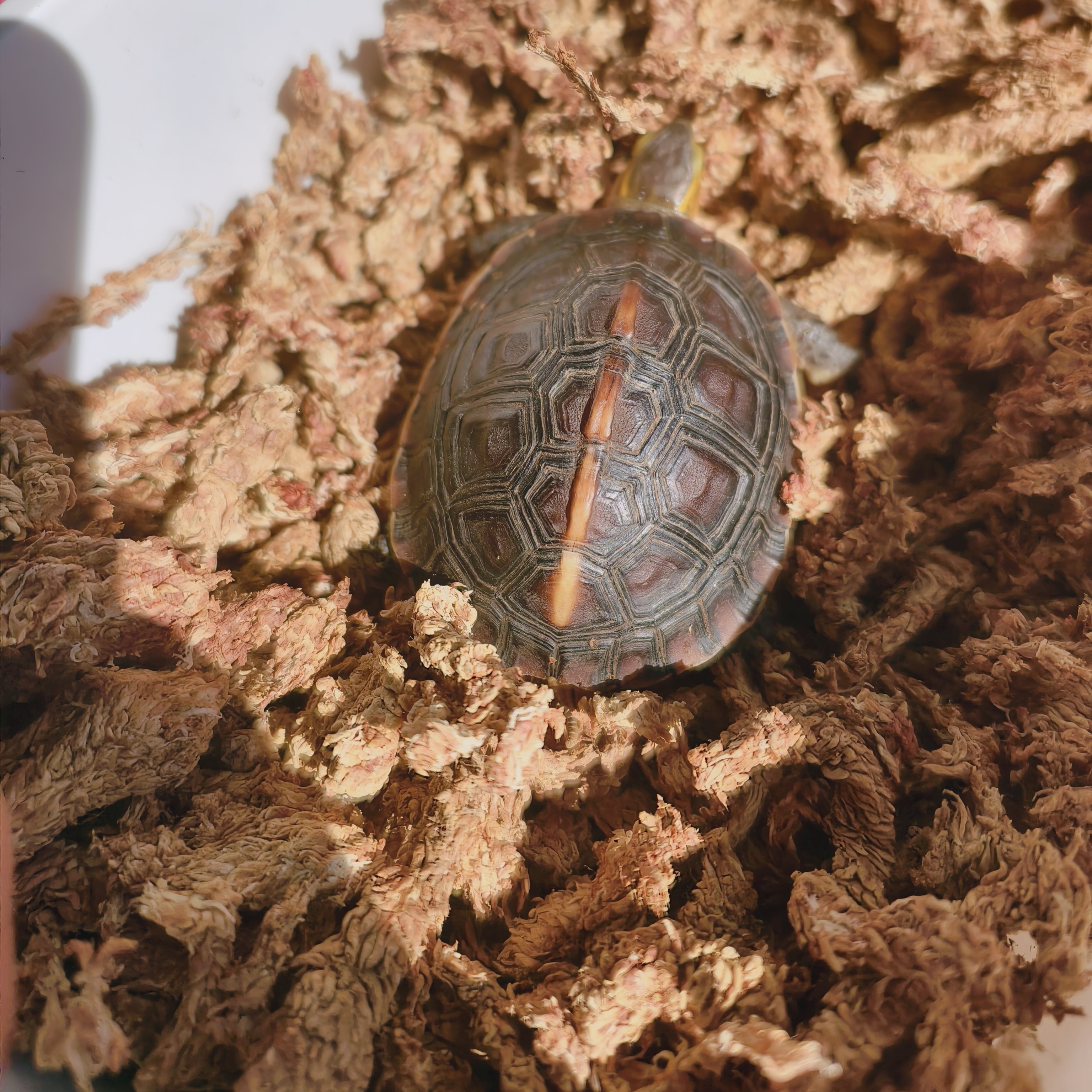 黄缘龟冬眠过冬垫材乌龟冬眠用品饲养箱智利水苔保湿透气,淘宝优惠券,粉丝福利购,淘宝优惠卷