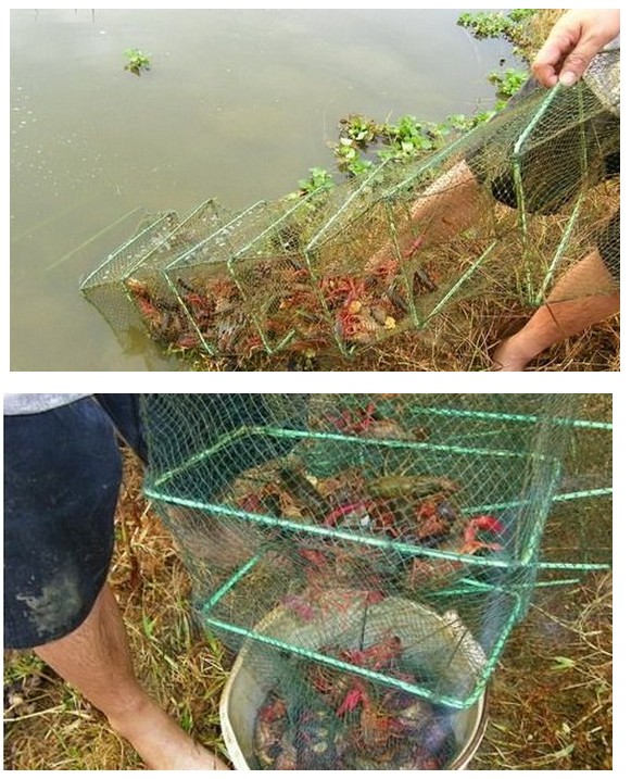 龙王孟神龙药包黄鳝泥鳅龙虾螃蟹诱饵虾笼黄鳝笼腥臭专用万能饵料 - 图0