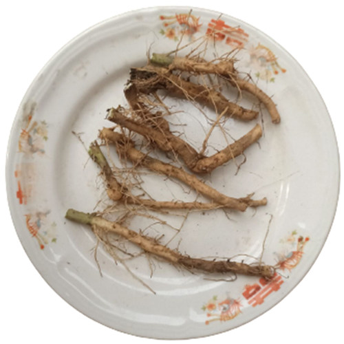 曲麻菜根现挖苦苦菜根山东省特产曲曲菜根新鲜苣买菜根500克包邮 - 图3