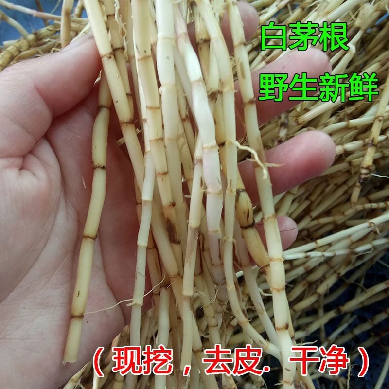 白茅根新鲜农家现挖中药材茅针蔬菜山东白茅农家丝茅草500克包邮 - 图1