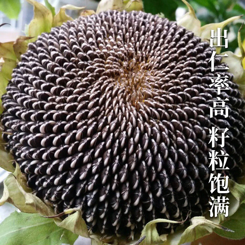 食用向日葵种子种籽高产矮葵花油葵种籽四季观赏盆栽幼苗孑籽种苗,淘宝优惠券,粉丝福利购,淘宝优惠卷