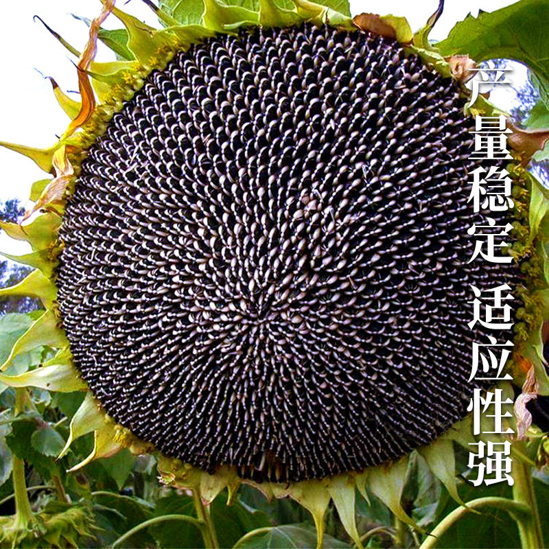 食用向日葵种子种籽高产矮葵花油葵种籽四季观赏盆栽幼苗孑籽种苗,淘宝优惠券,粉丝福利购,淘宝优惠卷