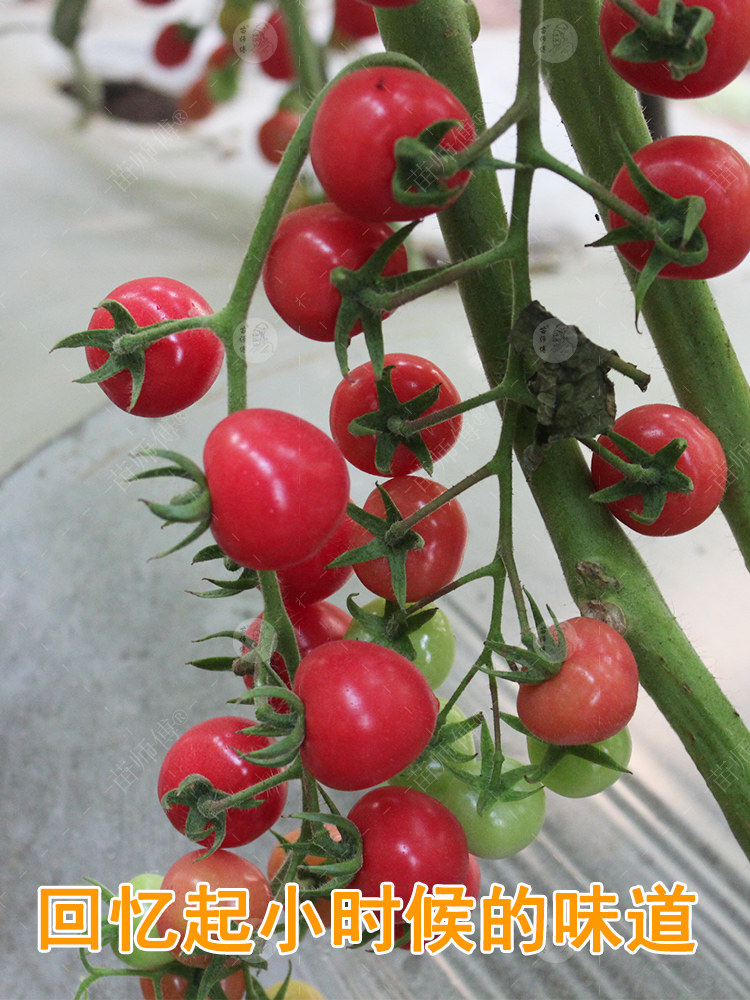 苗师傅圣安妮圣女果种子 好吃甜阳台蔬菜盆栽樱桃小番茄种籽种孑