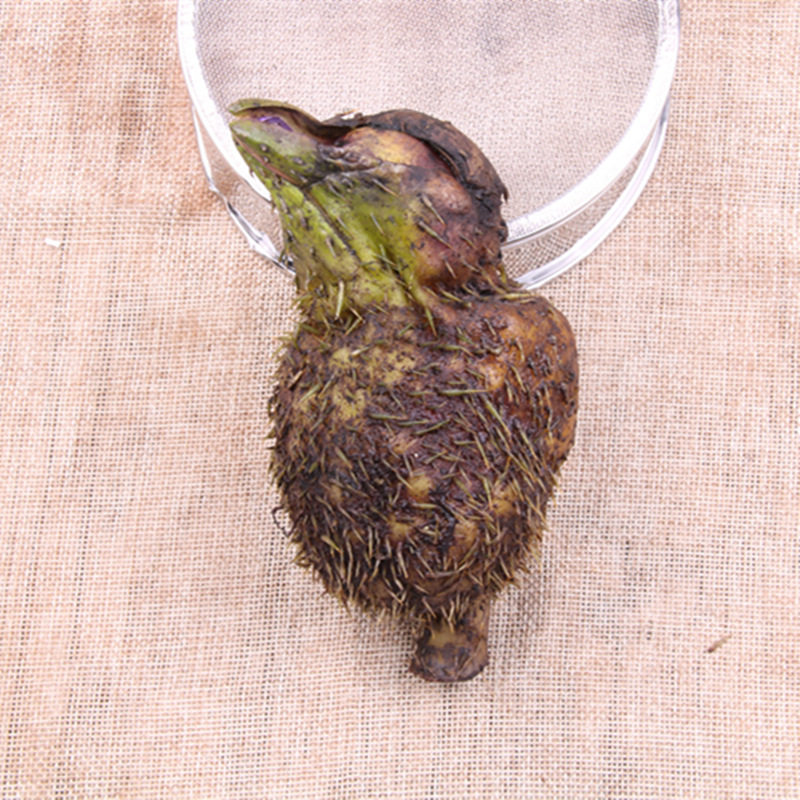 二青特级鸡头果新鲜芡实鸡头米500g野鸡菱籽鸡头籽非天长龙岗