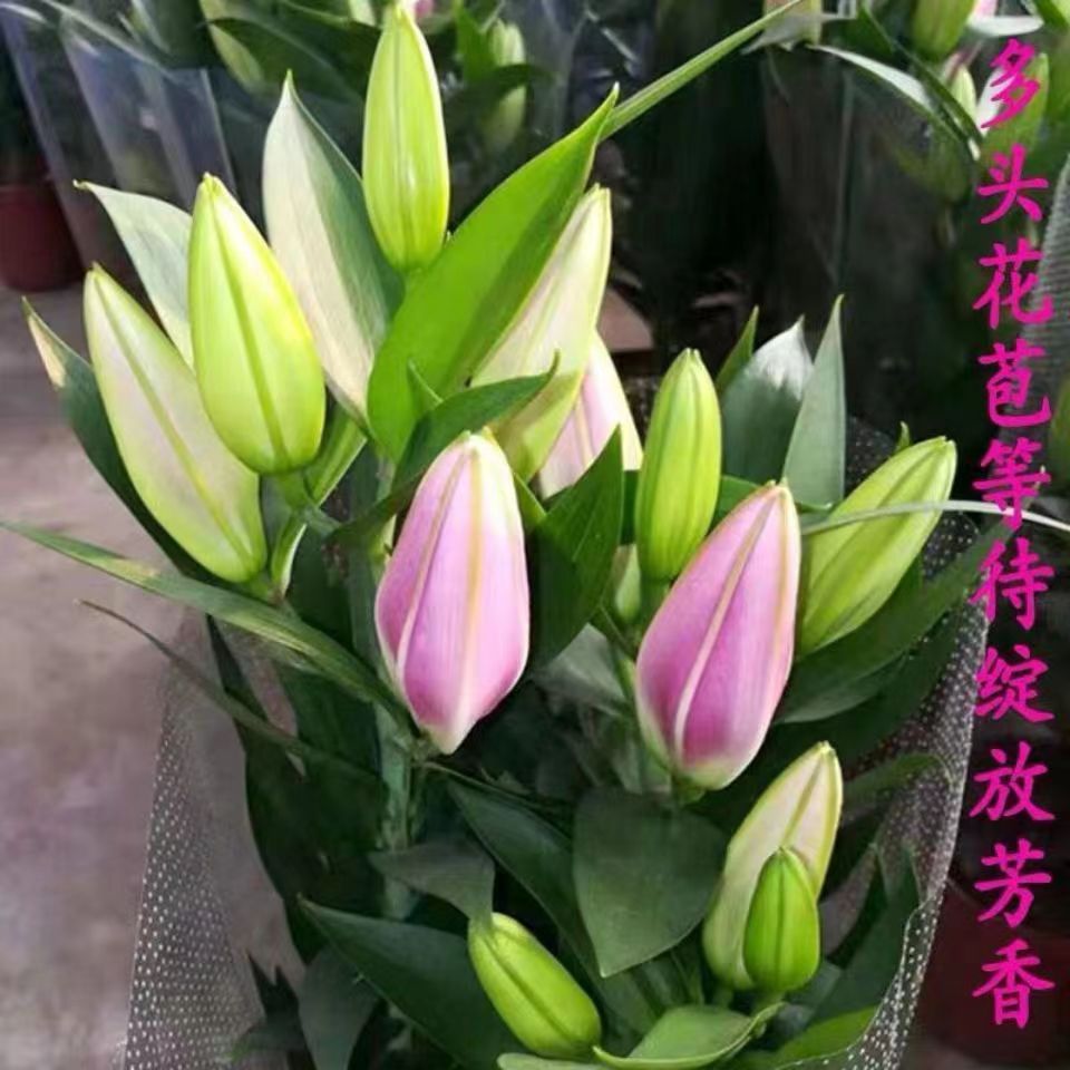 香水百合鲜花浓香型盆栽带花苞客厅室内易养型净化空气防辐射花苗