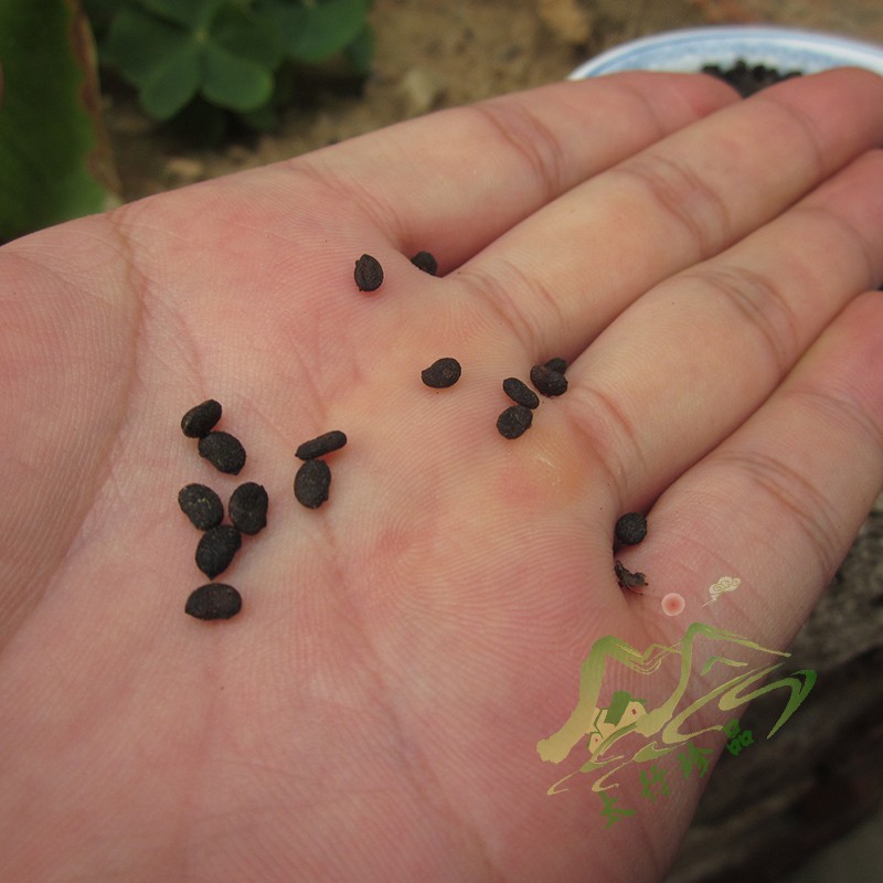 太行山深山野生补骨脂500g中药材黑故子中药补骨子中草药材婆固脂 - 图1