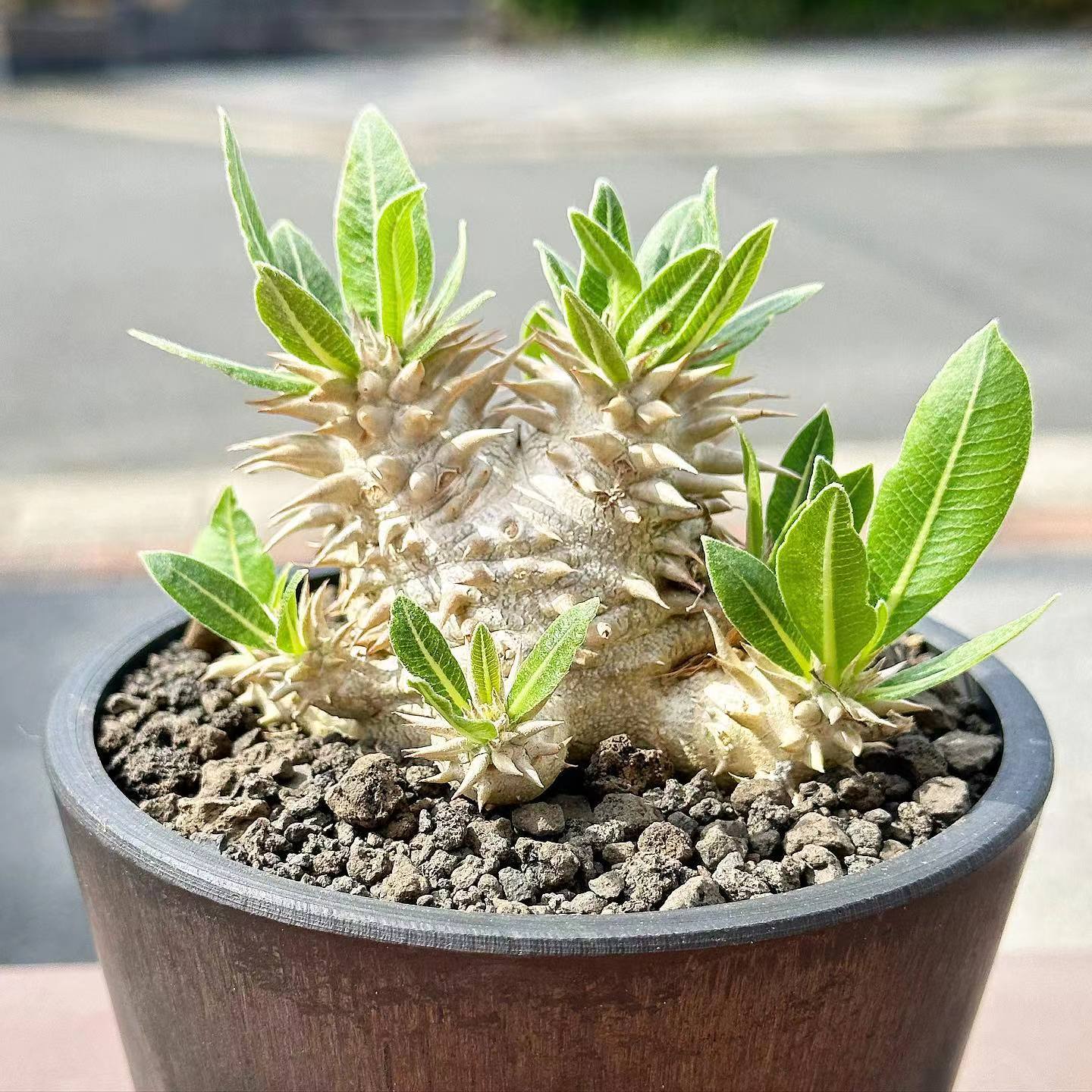 绿阳新意惠比大黑Pachypodium brevicaule X densiflorum多肉块根 - 图0