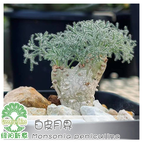 绿阳新意 白皮月界Monsonia peniculina牻牛儿苗科块根植物带盆发 - 图2