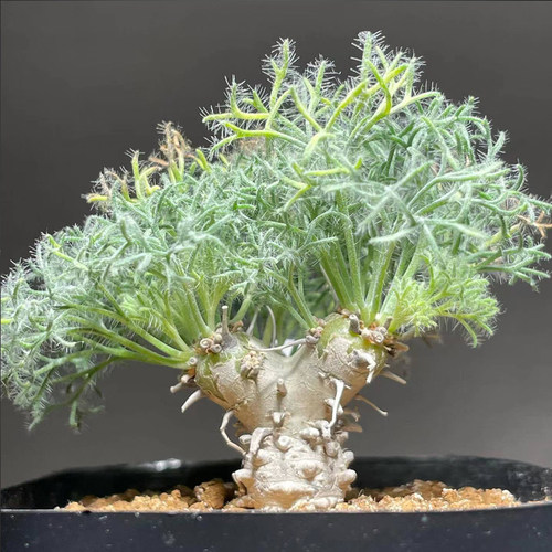 绿阳新意 白皮月界Monsonia peniculina牻牛儿苗科块根植物带盆发 - 图0
