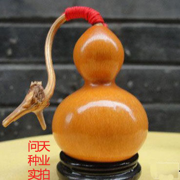 微型手捻文玩葫芦花蔬菜巨型宝葫芦种子孑苗铁包金约长4厘米 - 图2