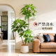 Simulated green plants, large-leaf umbrellas, potted plants, living room sofa, large artificial tree ornaments, floor-standing decoration, indoor advanced landscaping