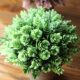 Xiaohongshu’s popular bonsai ornaments, fake flower balls