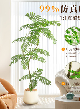 仿真度99.9%6S级仿真蓝花楹