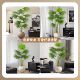 Yangma recommends simulated environmentally friendly green plants California palmetto