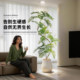 Advanced bionic plant jacaranda indoor living room high-end light luxury decorative ornaments potted plants large floor-standing fake green plants