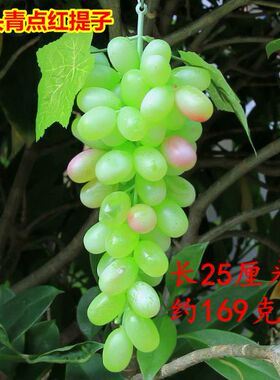 仿真提子/假葡萄仿真葡萄叶管道壁挂装饰花藤条仿真葡萄串
