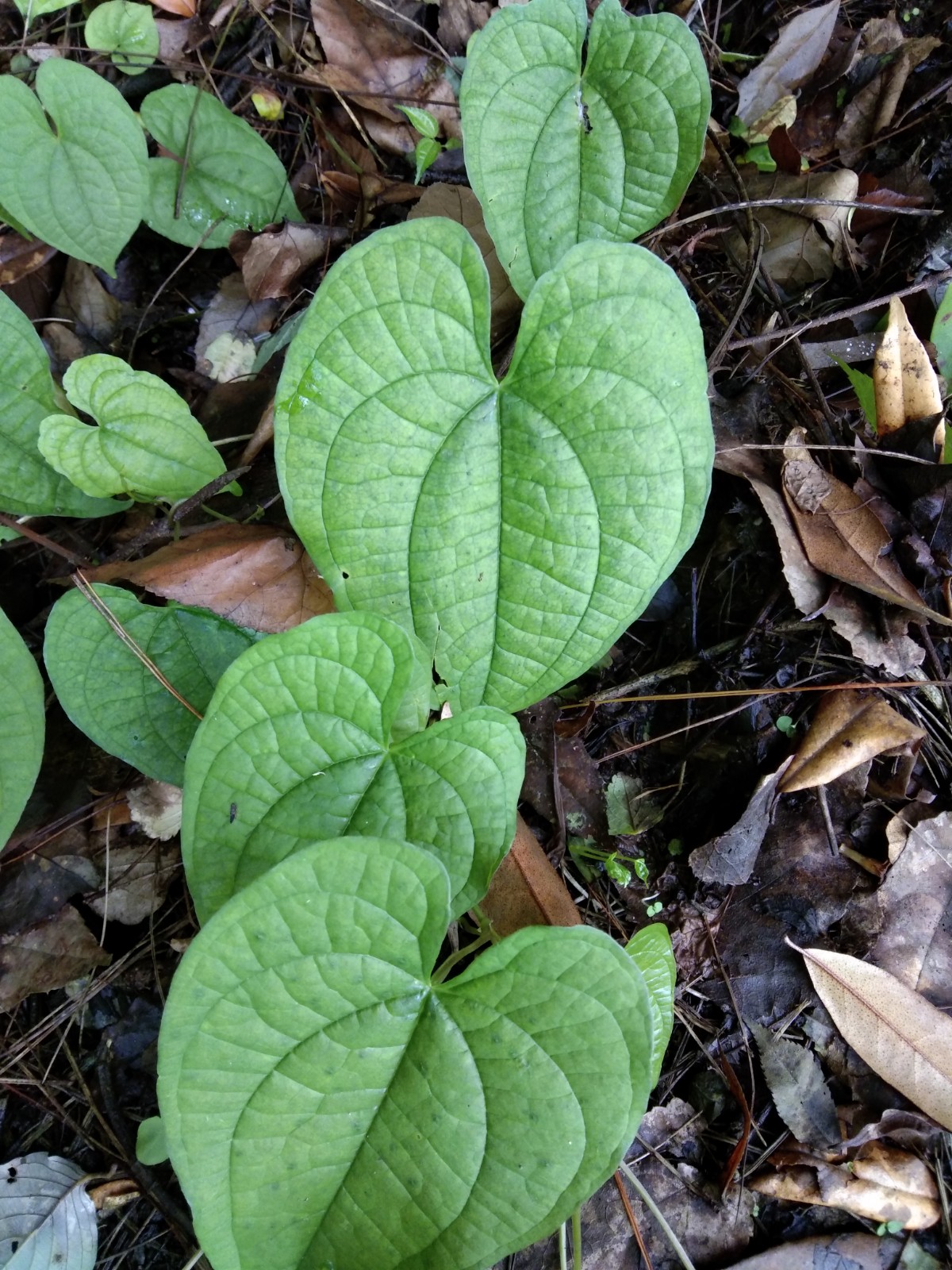 黄独 黄药、山慈姑、零余子薯蓣、零余薯、黄药子、黄独种苗一株 - 图0