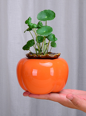 陶瓷透明绿萝器皿植物水培花盆