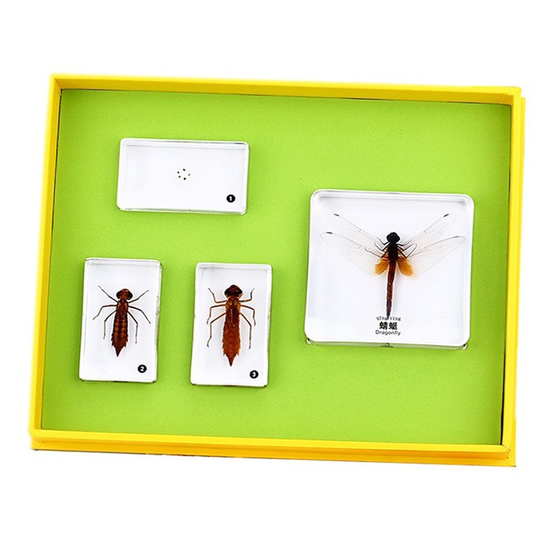 蜻蜓成长记 卵幼成虫标本 儿童自然生物科学幼儿园教具七色花幼教