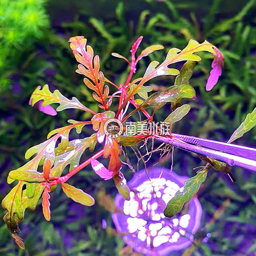 羽裂水蓑衣雨裂大安水蓑衣荷兰景水草水下叶中后景宫廷淡鱼缸造景 - 图0