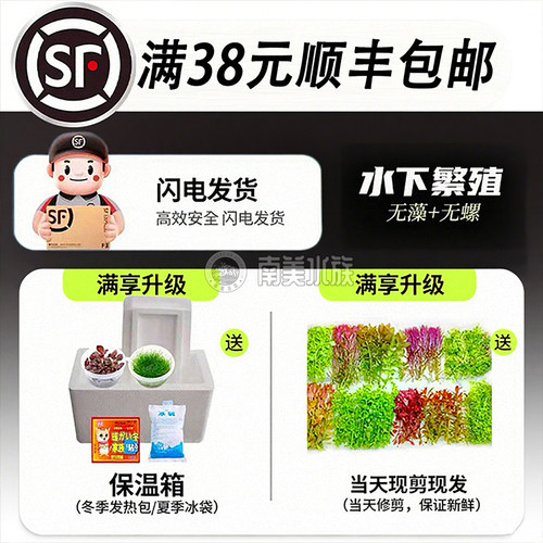 ADA红心皇冠阿根廷紫荆九冠水草南美缸造景鱼缸养鱼专用乌龟水草 - 图3