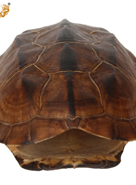 真古意器具随身用品乌龟壳