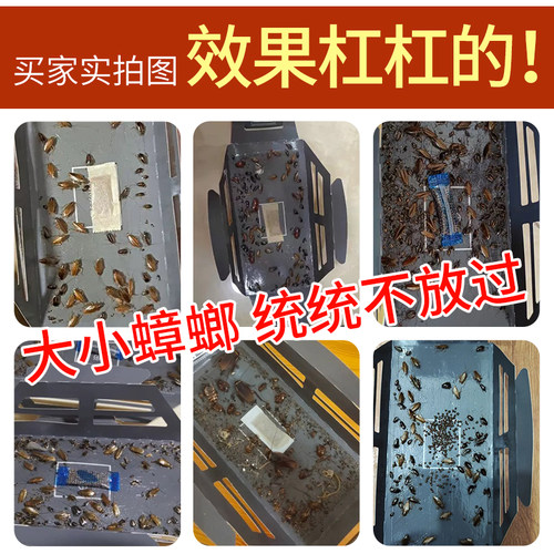 黑旋风蟑螂屋蟑螂贴强力粘家用灭蟑螂药全窝端蟑螂粘板捕捉无农药 - 图3