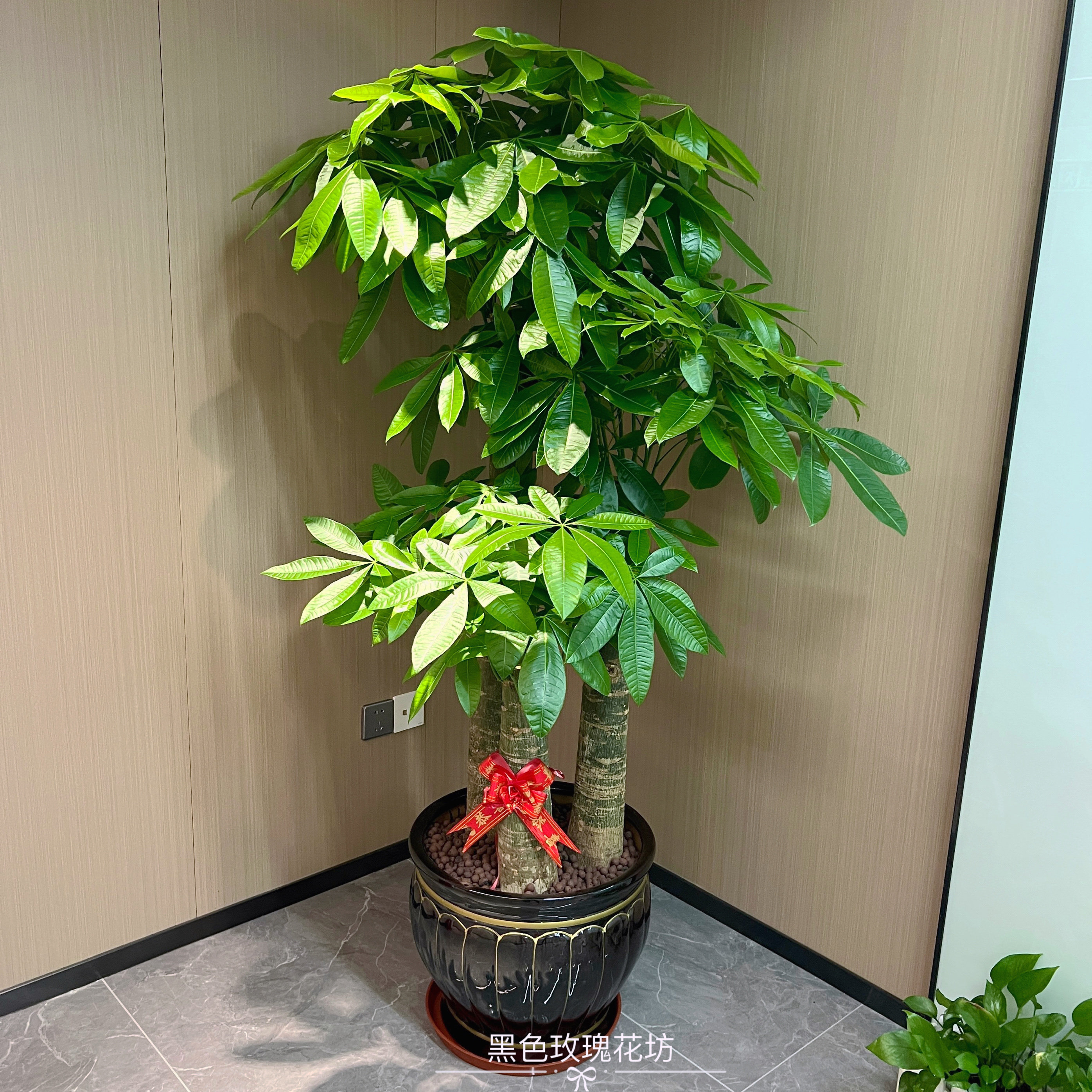 深圳发财树大盆栽大型大棵室内绿植开业乔迁送礼植物客厅绿植盆栽,淘宝优惠券,粉丝福利购,淘宝优惠卷
